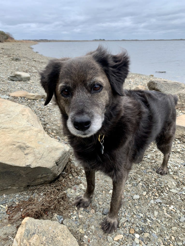 Remmy, a Beagle and Poodle (Small) mix tested with EmbarkVet.com