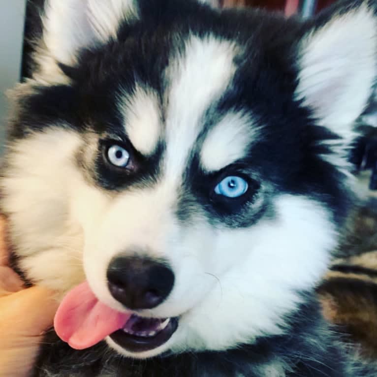 Teigen, a Pomsky tested with EmbarkVet.com