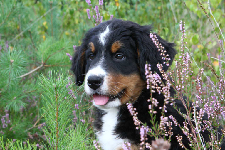 Abby, a Bernese Mountain Dog tested with EmbarkVet.com