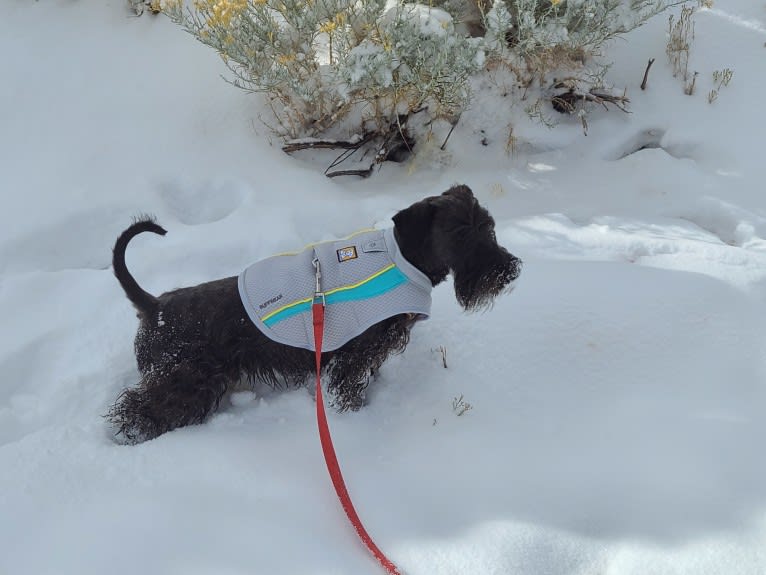 Julerr's Flynn McAllister, a Cesky Terrier tested with EmbarkVet.com