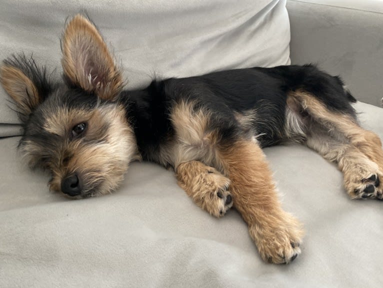 Louie, a Yorkshire Terrier and Pomeranian mix tested with EmbarkVet.com