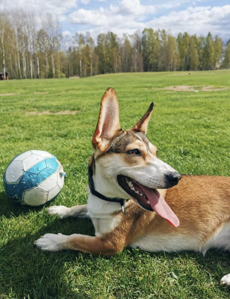 Bella, an Eastern European Village Dog tested with EmbarkVet.com