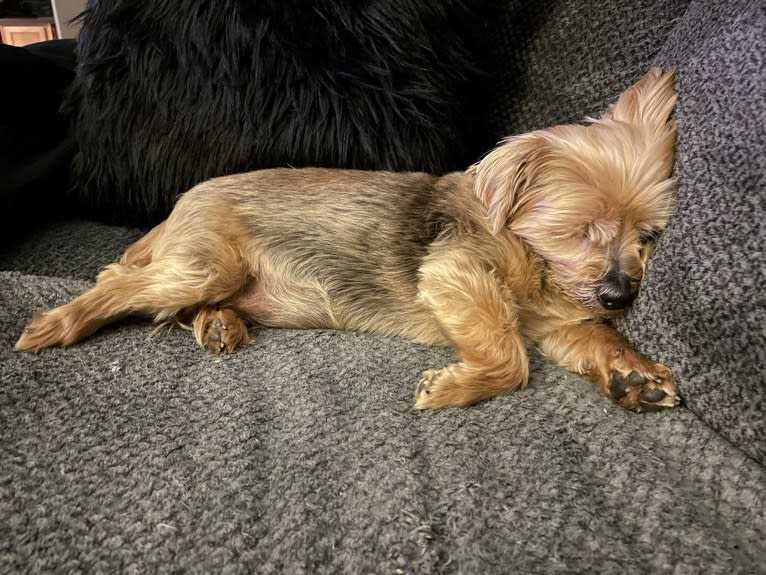 Tiggy, a Silky Terrier tested with EmbarkVet.com