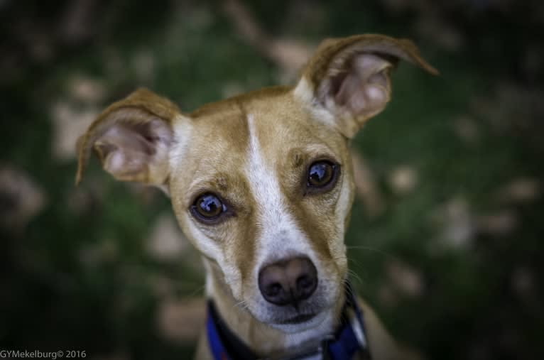 Little Dude, a Chihuahua and Miniature Pinscher mix tested with EmbarkVet.com