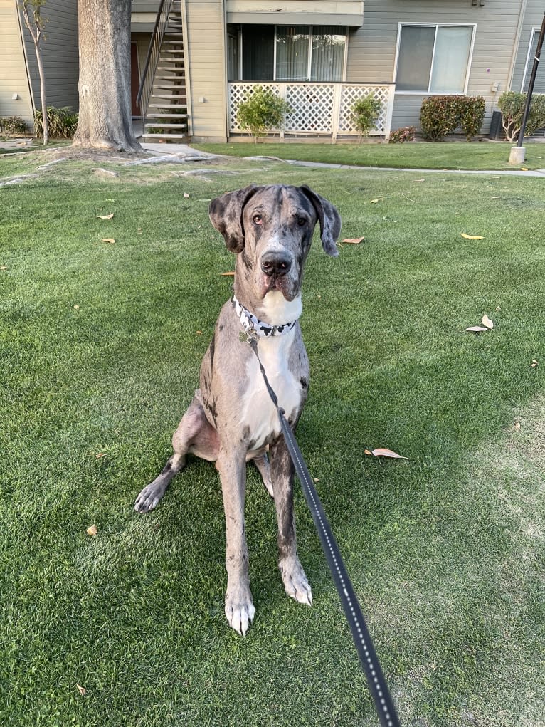 Blue, a Great Dane tested with EmbarkVet.com