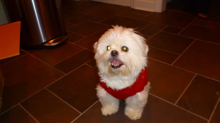 Reginald Wilson "Reggie", a Maltese and Pekingese mix tested with EmbarkVet.com