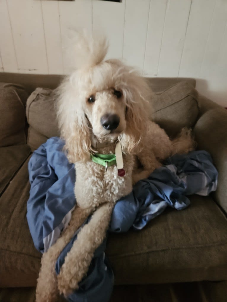 Charley, a Poodle (Standard) tested with EmbarkVet.com