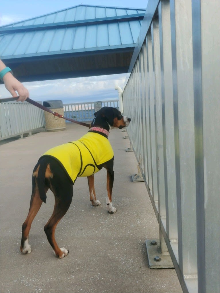 Gracie, a Pointer and American Pit Bull Terrier mix tested with EmbarkVet.com