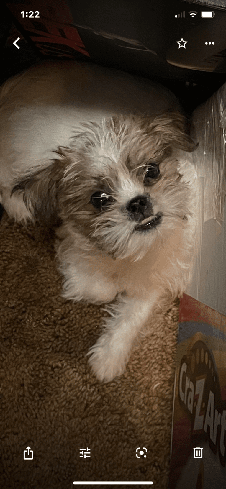 Dempsey, a Shih Tzu (8.7% unresolved) tested with EmbarkVet.com