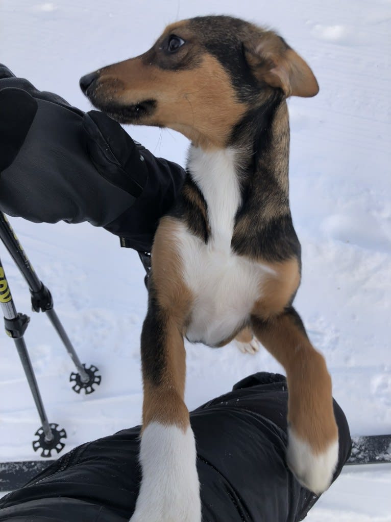 Tozi, an Alaskan-type Husky tested with EmbarkVet.com