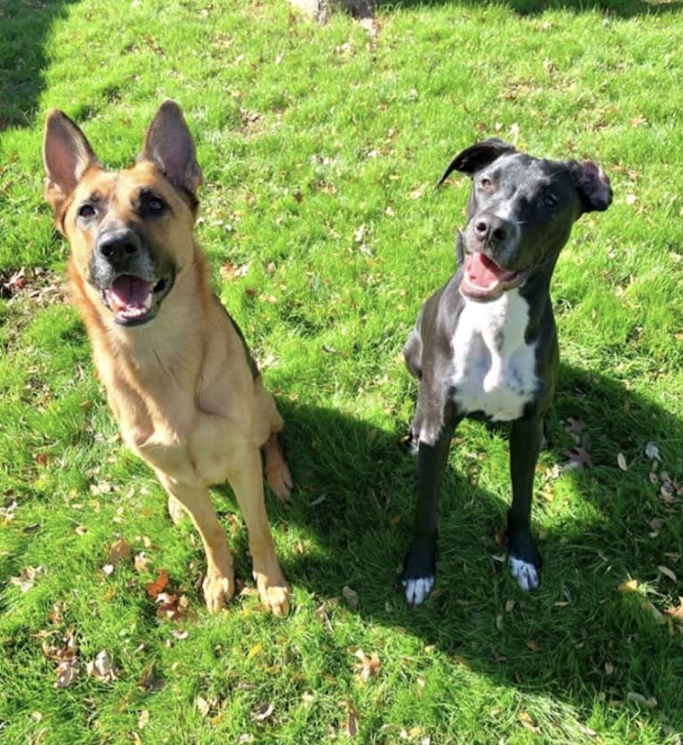 Duke, a Great Dane and American Pit Bull Terrier mix tested with EmbarkVet.com