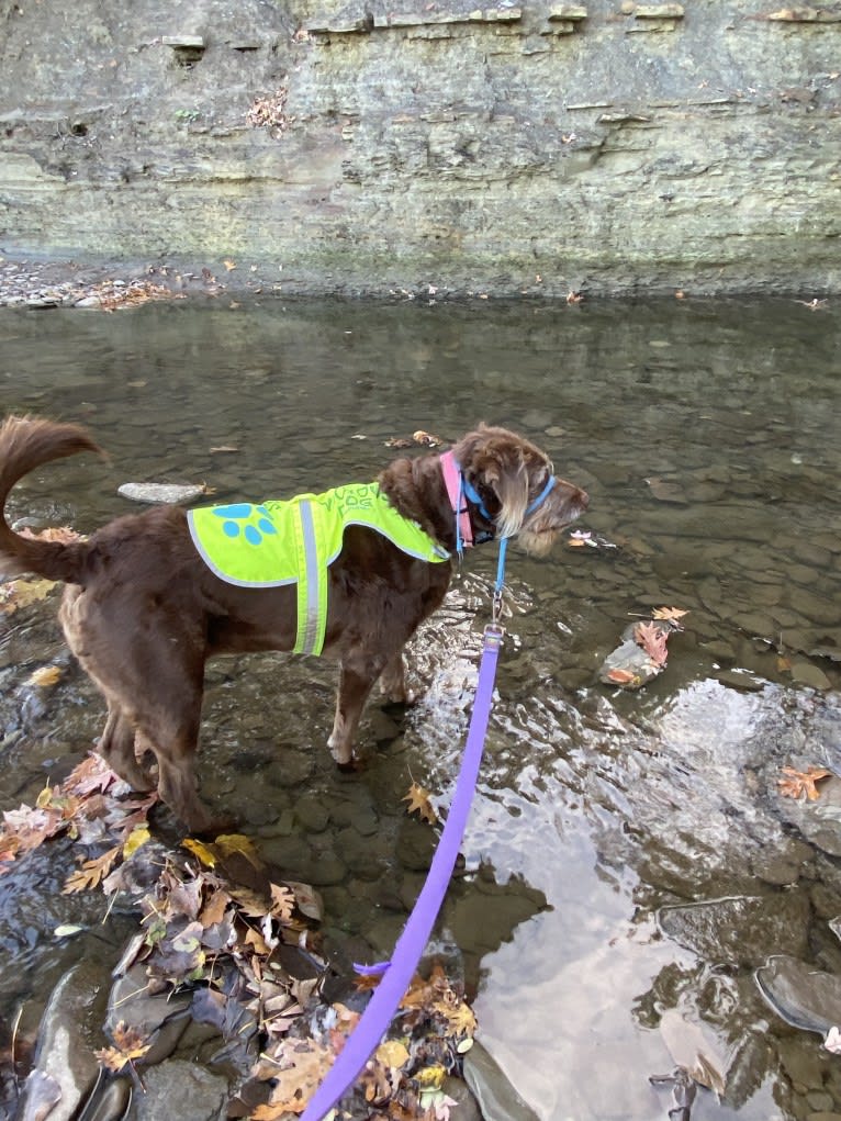 Sydney, a Labradoodle tested with EmbarkVet.com