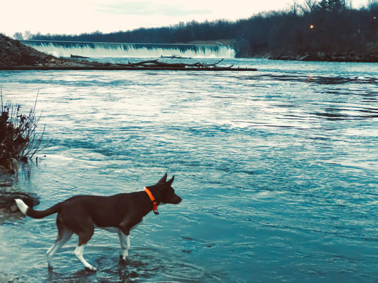 Gemini, a Border Collie and Australian Shepherd mix tested with EmbarkVet.com