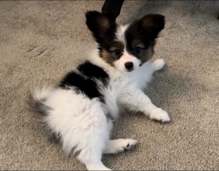 Cowboy, a Papillon tested with EmbarkVet.com