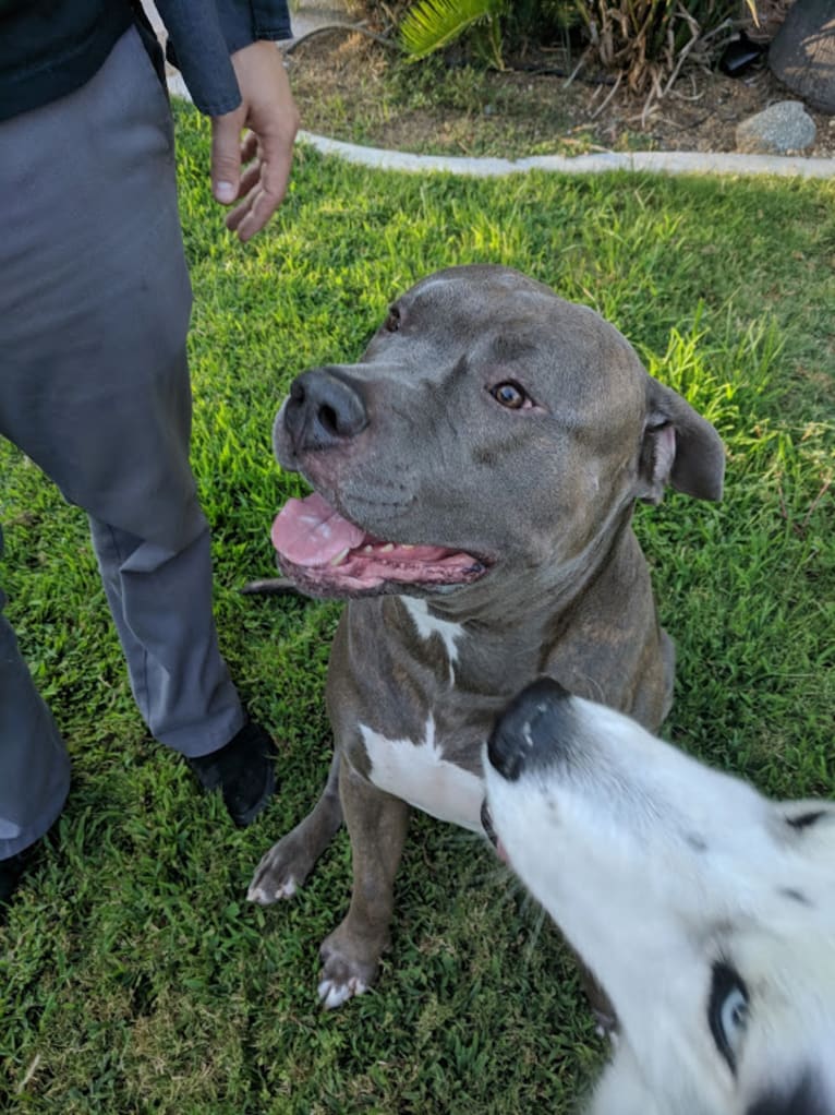 Left Brain, an American Bully and American Bulldog mix tested with EmbarkVet.com