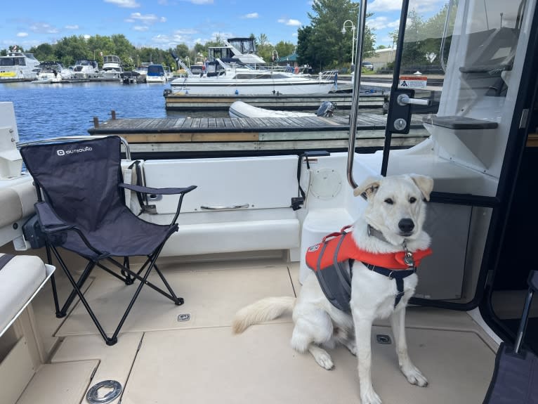 Walter, an Alaskan Malamute and Siberian Husky mix tested with EmbarkVet.com