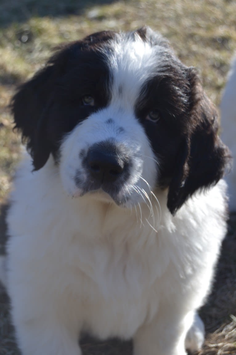 Avinoam, a Pyrenean Mastiff tested with EmbarkVet.com