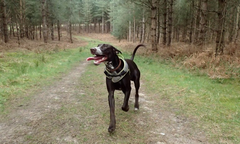 Byker, a Dalmatian and Doberman Pinscher mix tested with EmbarkVet.com