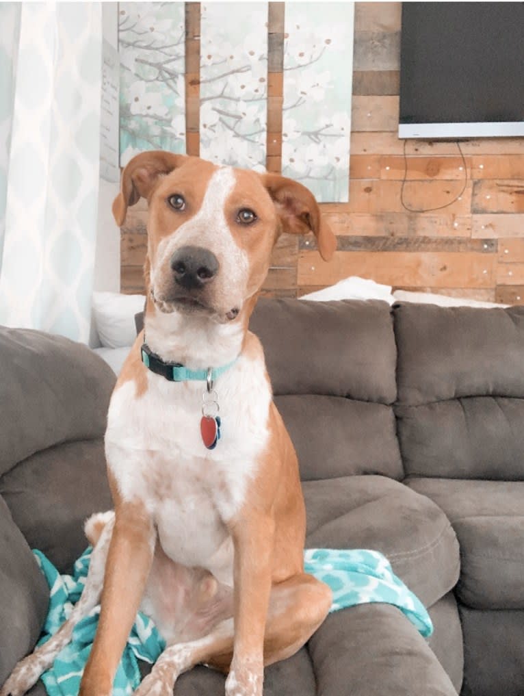 OBI, a German Shorthaired Pointer and Pointer mix tested with EmbarkVet.com