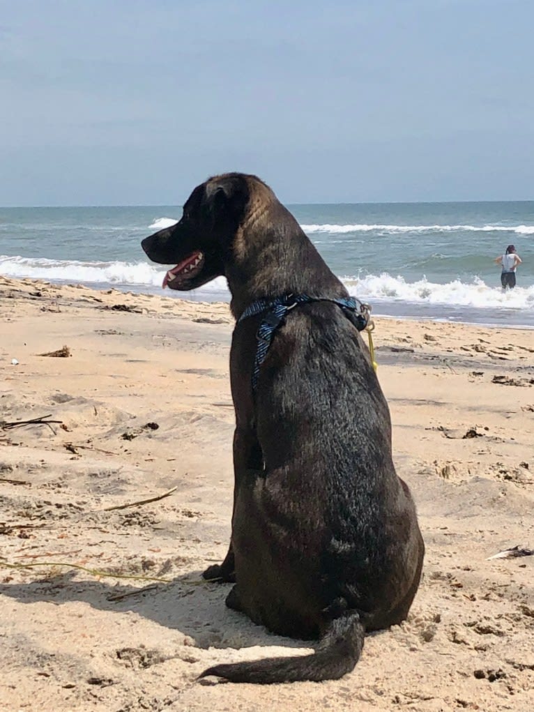 NEVILLE, an American Pit Bull Terrier and Plott mix tested with EmbarkVet.com