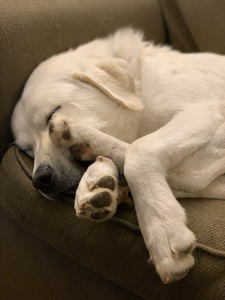 Chloe, a Great Pyrenees and Anatolian Shepherd Dog mix tested with EmbarkVet.com