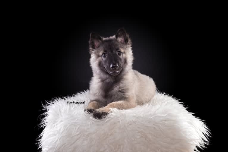 Soraya von der Regenbogen-Arche, an Eastern European Village Dog tested with EmbarkVet.com