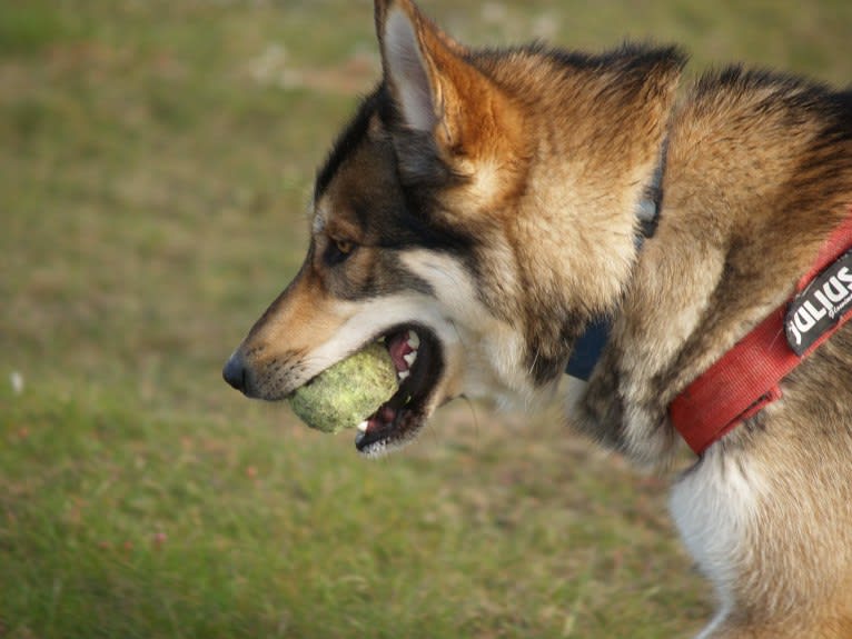 Kalen, a German Shepherd Dog and Siberian Husky mix tested with EmbarkVet.com