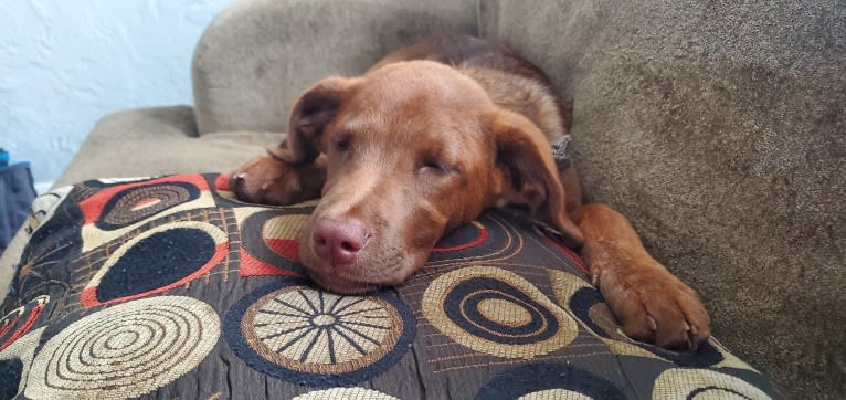 Frankie, an Australian Cattle Dog and Labrador Retriever mix tested with EmbarkVet.com