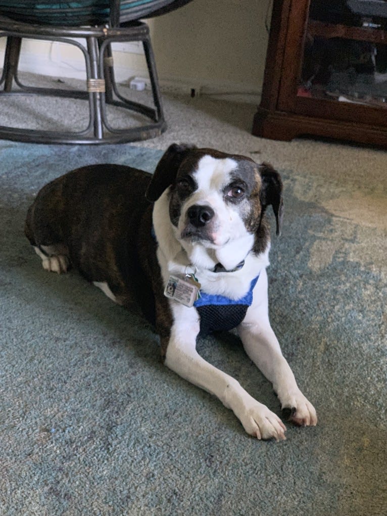 Rupert, a Beagle and Boston Terrier mix tested with EmbarkVet.com