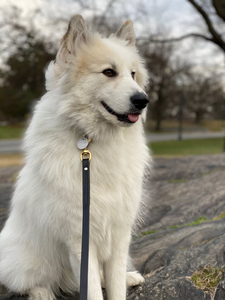 Nanuk, a Great Pyrenees and German Shepherd Dog mix tested with EmbarkVet.com