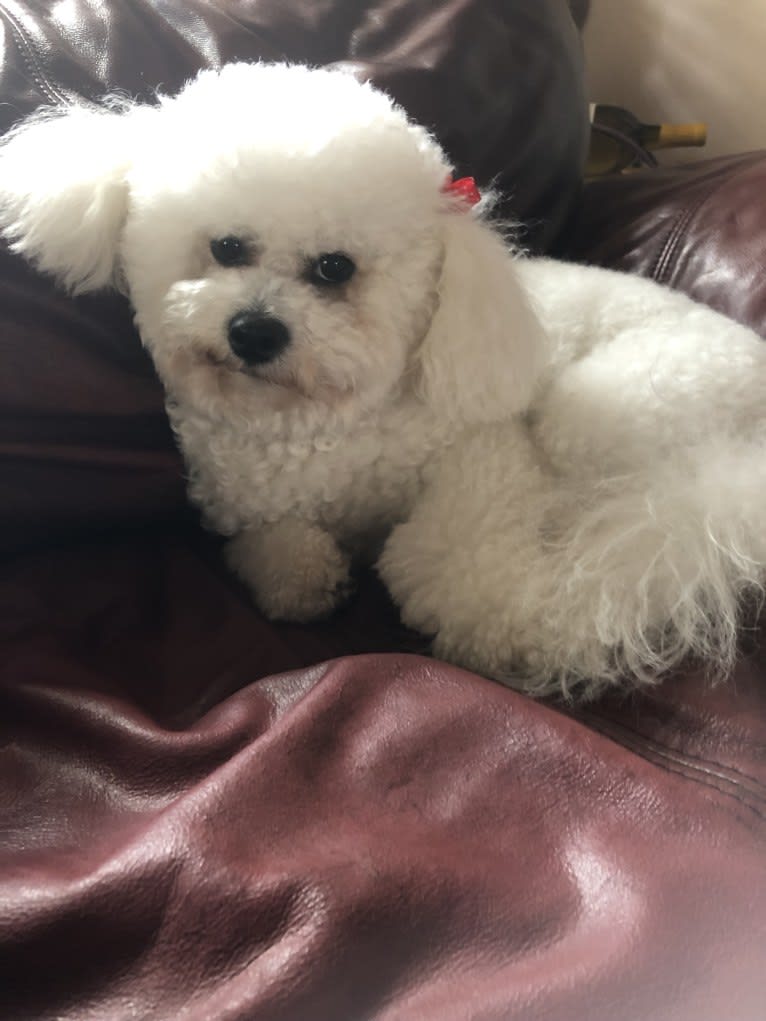 Luna, a Bichon Frise tested with EmbarkVet.com