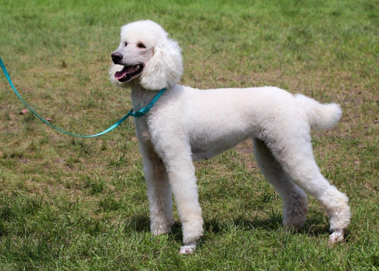 Sophie’s Choice, a Poodle (Standard) tested with EmbarkVet.com