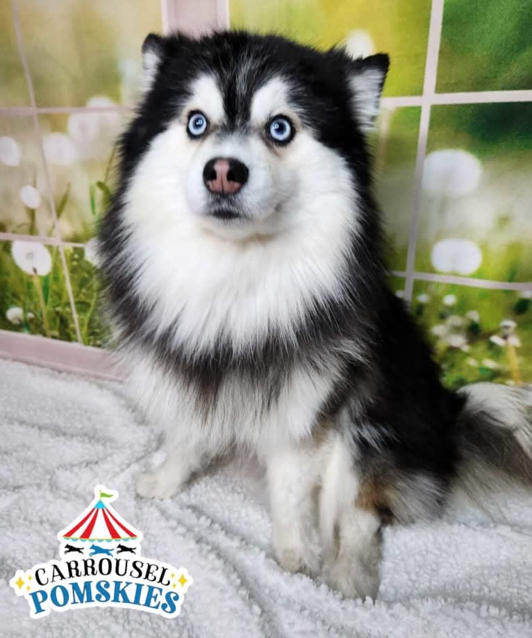 RZR, a Pomsky tested with EmbarkVet.com