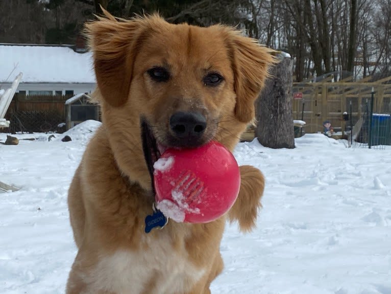 Gideon, an American Pit Bull Terrier and Great Pyrenees mix tested with EmbarkVet.com