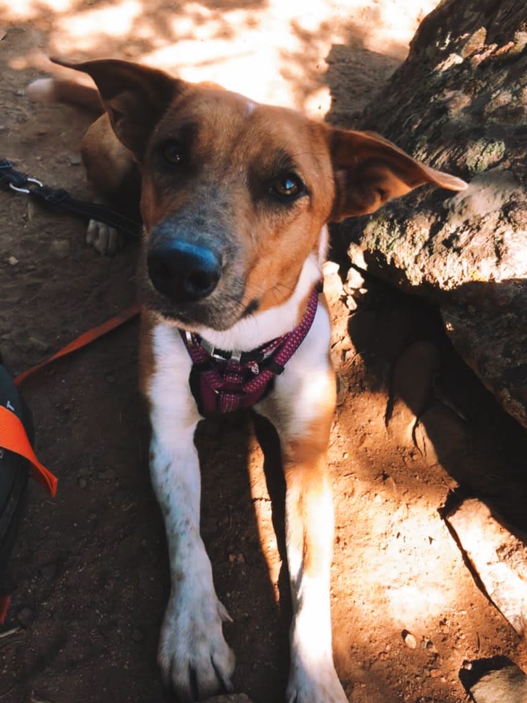 Cheyenne, an Australian Cattle Dog and American Pit Bull Terrier mix tested with EmbarkVet.com