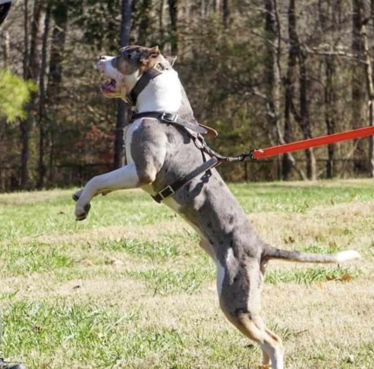 Koda, an American Bully tested with EmbarkVet.com