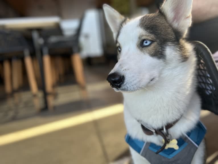 Floki, a Siberian Husky and Alaskan Malamute mix tested with EmbarkVet.com