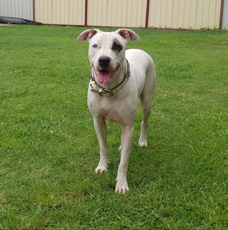 Zeus, an American Pit Bull Terrier and Australian Cattle Dog mix tested with EmbarkVet.com