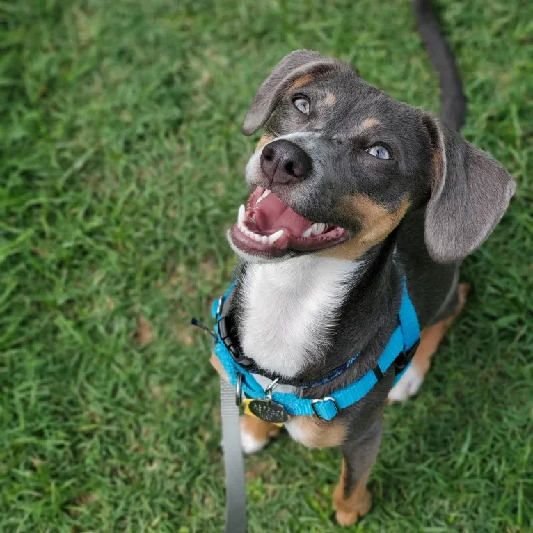 Rajah, a Chihuahua and Pomeranian mix tested with EmbarkVet.com