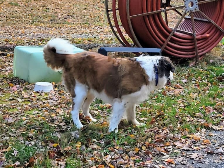 Thor, a Saint Bernard tested with EmbarkVet.com