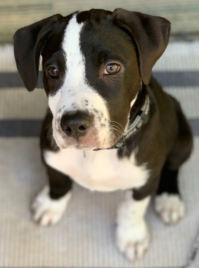 Luckie, an American Pit Bull Terrier and Border Collie mix tested with EmbarkVet.com
