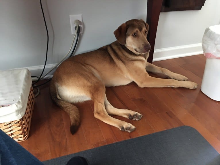 Oakley, an American Pit Bull Terrier and Chesapeake Bay Retriever mix tested with EmbarkVet.com