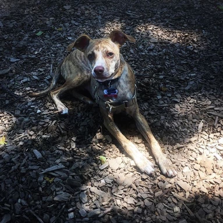 Dodger, a Mountain Cur tested with EmbarkVet.com