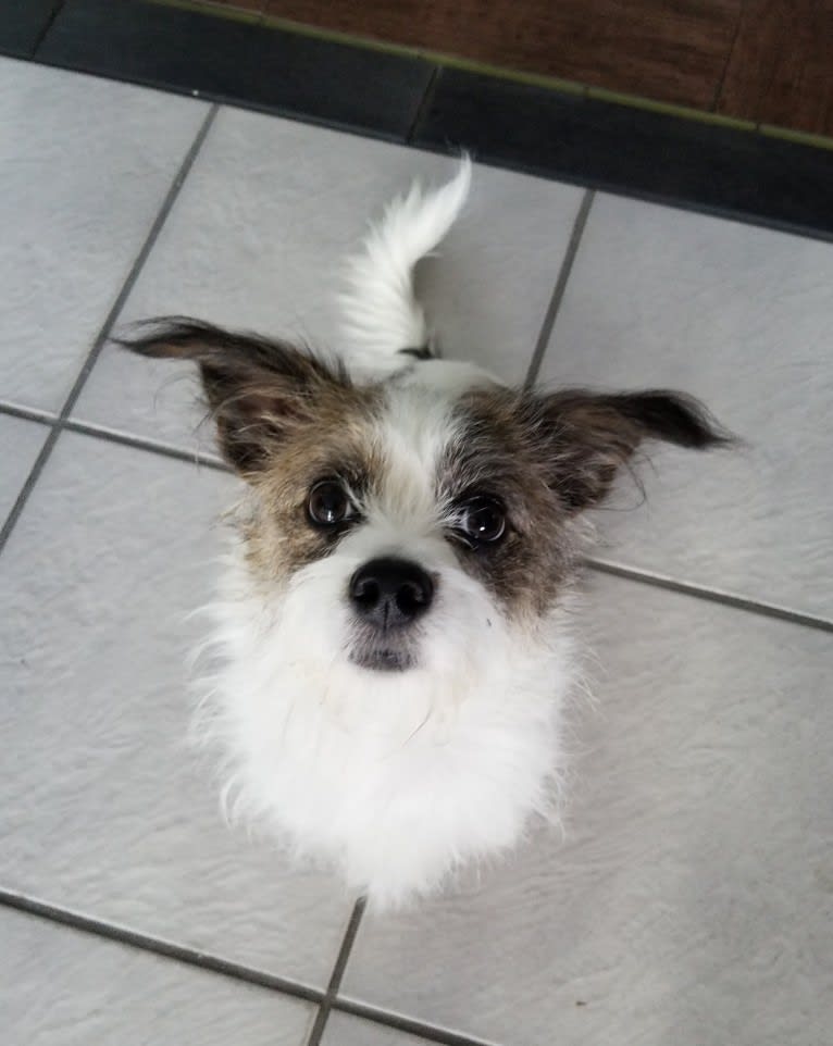 Pippin, a French Bulldog and West Highland White Terrier mix tested with EmbarkVet.com