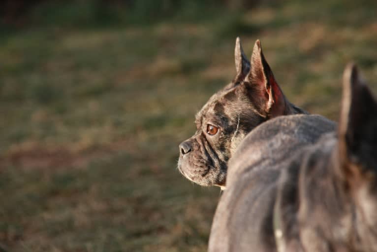 Pandora, a French Bulldog tested with EmbarkVet.com