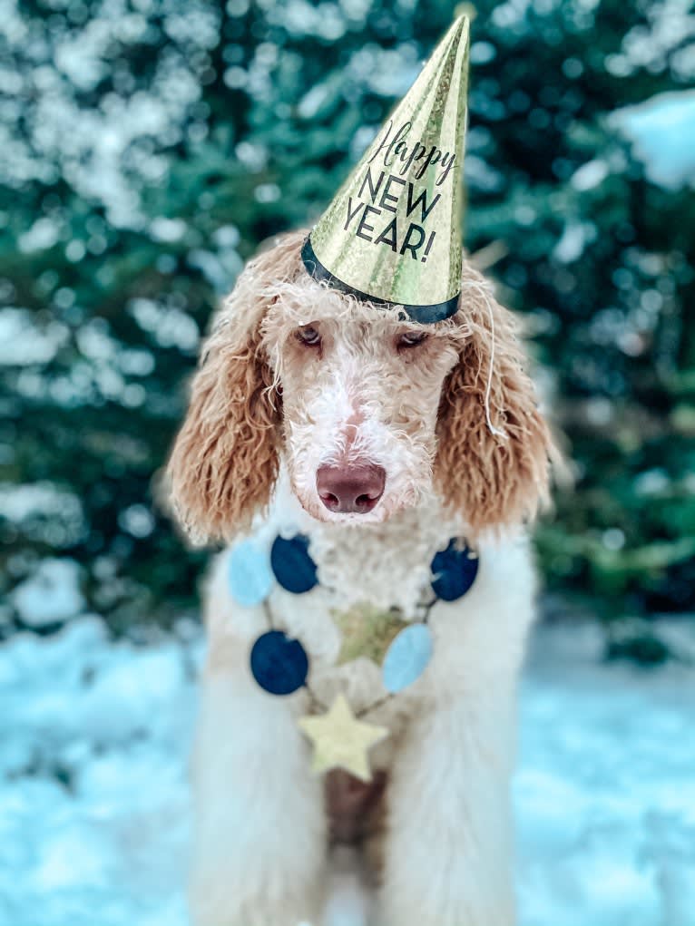 Togan, a Poodle (Standard) tested with EmbarkVet.com