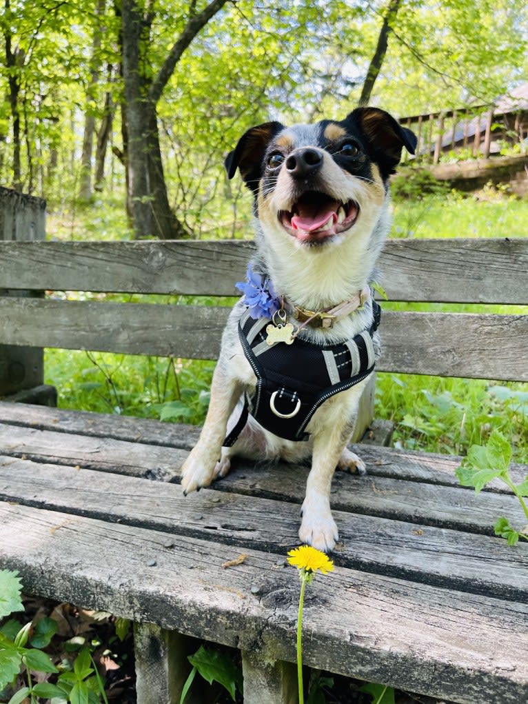 Pepper, a Chihuahua and Australian Cattle Dog mix tested with EmbarkVet.com
