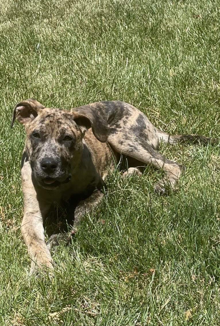 Medusa, a Perro de Presa Canario and American Pit Bull Terrier mix tested with EmbarkVet.com