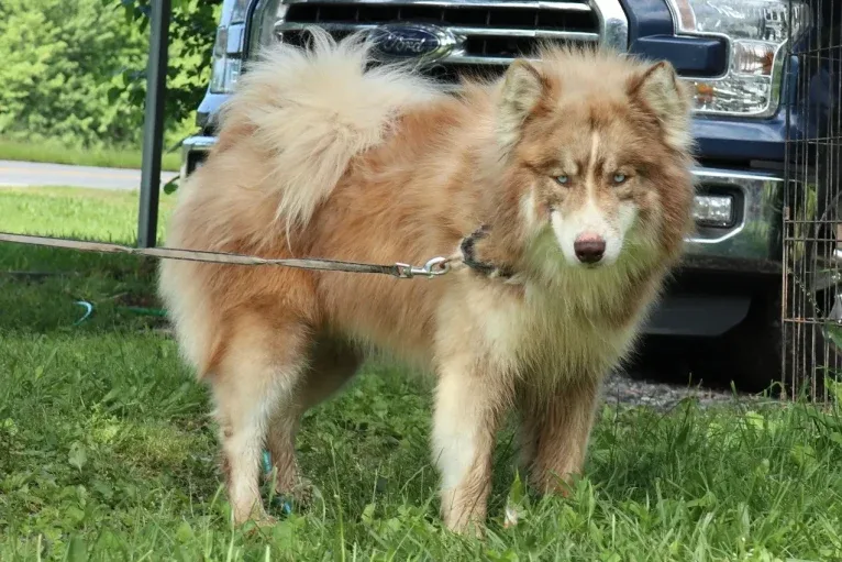 Sokka, a Siberian Husky tested with EmbarkVet.com