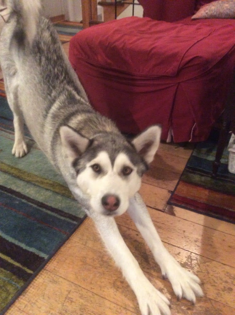 Beowulf, an Alaskan Malamute and Siberian Husky mix tested with EmbarkVet.com